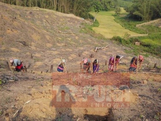 Tripura's Jhum Cultivation effecting the Biodiversity Tripura's Jhum Cultivation effecting the Biodiversity